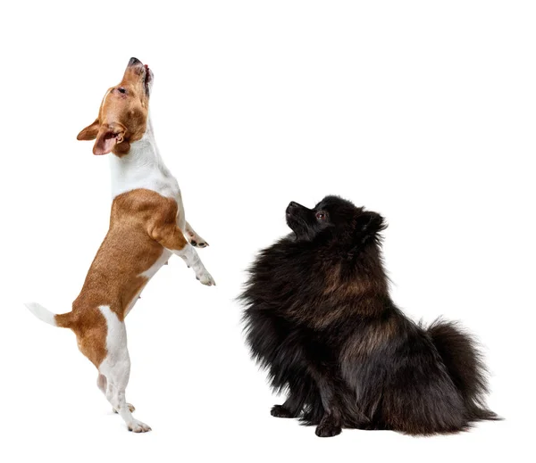 Kolase dari dua anjing, spitz hitam dan jack rusel terrier . — Stok Foto