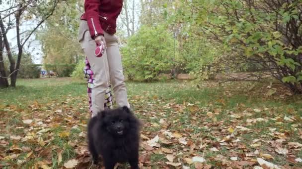 Klein meisje wandelingen en speelt met Spitz hond in het herfst Park. — Stockvideo