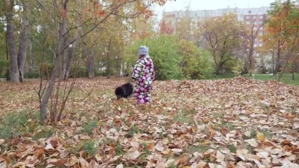 Küçük kız yürür ve sonbahar parkta spitz köpek ile oynar. — Stok video