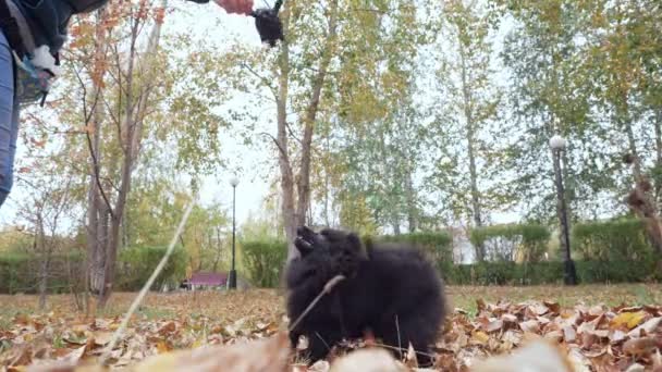 Bonito preto pomeranian spitz jogar com um brinquedo no outono parque . — Vídeo de Stock
