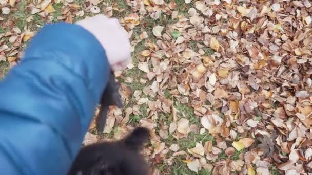 Roztomilé černošky pomeranian spitz hrát s hračkou v podzimním parku. — Stock video