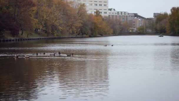 Birçok ördek sonbahar havuzunda yüzer.. — Stok video