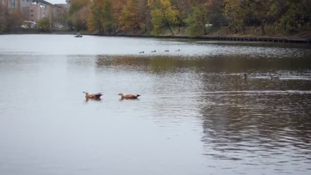 Sok kacsa úszik az őszi tóban.. — Stock videók