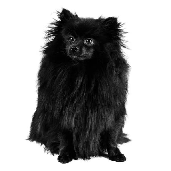 Siyah Pomeranian Spitz oturma. — Stok fotoğraf