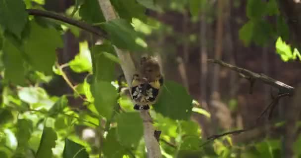 Erste Schritte aus dem Nest — Stockvideo