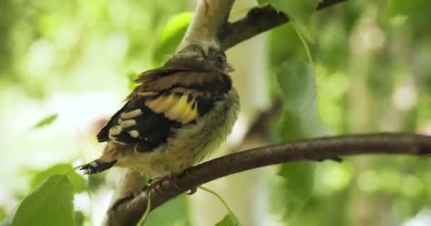 Primi passi fuori dal nido — Video Stock