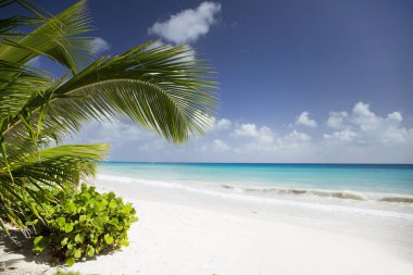 Barbados Adası 'nda yaz. Egzotik tatiller. Palmiye ağaçları. Turkuaz su. Güneşli mavi gökyüzü. Güzel beyaz kumsallar.