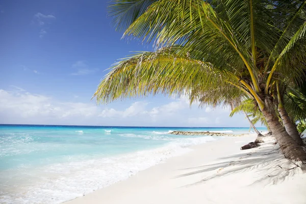 Verão Ilha Dos Barbados Férias Exóticas Palmeiras Água Azul Turquesa — Fotografia de Stock