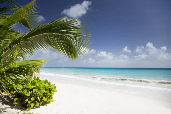 バルバドス島の夏 異国情緒あふれる休暇 ヤシの木 ターコイズ水 晴れ青空 美しい白い砂浜 — ストック写真