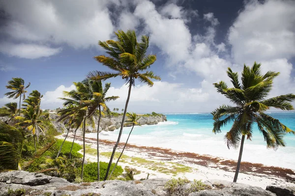 Літо Барбадосі Екзотичні Відпустки Пальмові Дерева Бірюзова Вода Сонячне Блакитне — стокове фото