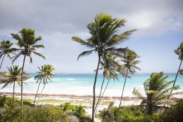 Sommar Barbados Island Exotiska Semestrar Palmer Turkost Vatten Solig Blå — Stockfoto