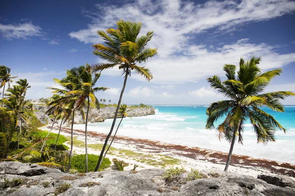 Summer Barbados Island Vacaciones Exóticas Palmeras Agua Turquesa Cielo Azul —  Fotos de Stock