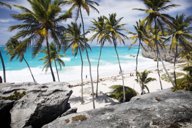 Barbados Adası 'nda yaz. Egzotik tatiller. Palmiye ağaçları. Turkuaz su. Güneşli mavi gökyüzü. Güzel beyaz kumsallar.