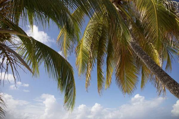 Καλοκαίρι Στο Νησί Των Μπαρμπάντος Εξωτικές Διακοπές Φοίνικες Γαλάζιο Ηλιόλουστο — Φωτογραφία Αρχείου