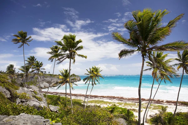 Sommar Barbados Island Exotiska Semestrar Palmer Turkost Vatten Solig Blå — Stockfoto