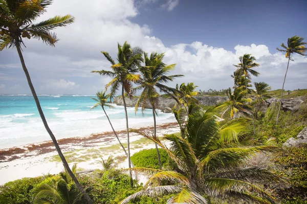 Sommar Barbados Island Exotiska Semestrar Palmer Turkost Vatten Solig Blå — Stockfoto