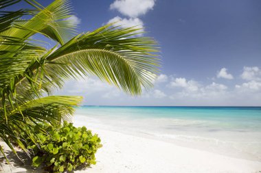 Barbados Adası 'nda yaz. Egzotik tatiller. Palmiye ağaçları. Turkuaz su. Güneşli mavi gökyüzü. Güzel beyaz kumsallar.