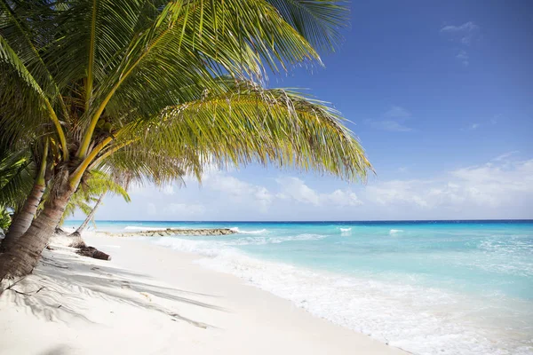 Verão Ilha Dos Barbados Férias Exóticas Palmeiras Água Azul Turquesa — Fotografia de Stock