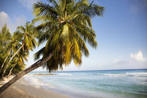 Estate Sulle Barbados Island Vacanze Esotiche Palme Acqua Turchese Cielo — Foto Stock