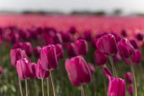 Plantation Tulipes Aux Pays Bas Printemps — Photo