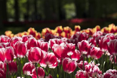 Güneş ışığı altında çiçek bahçesinde renkli Lale çiçek açan.