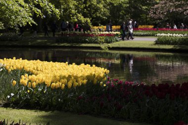 Güneş ışığı altında çiçek bahçesinde renkli Lale çiçek açan.