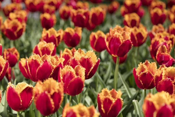 Des Tulipes Colorées Fleurs Dans Jardin Sous Soleil — Photo