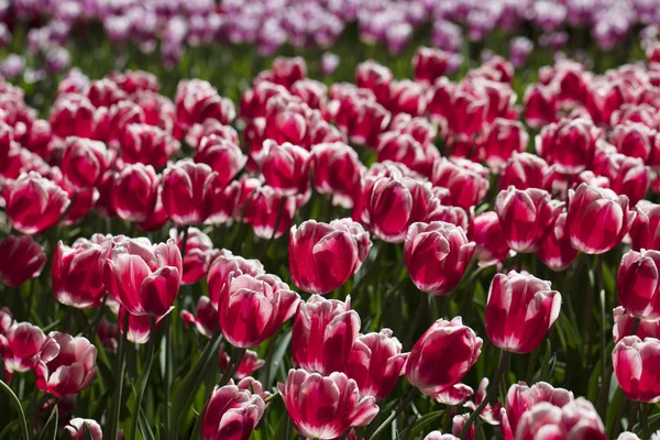 Des Tulipes Colorées Fleurs Dans Jardin Sous Soleil — Photo