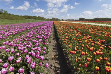 Bahar Hollanda, geleneksel Hollanda kırsal manzara lale çiftlikte.