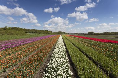 Bahar Hollanda, geleneksel Hollanda kırsal manzara lale çiftlikte.