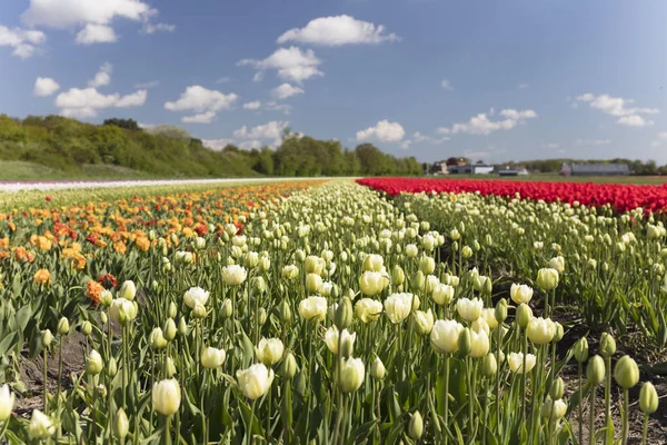 オランダ 伝統的なオランダの田園風景でチューリップ農園の春 — ストック写真