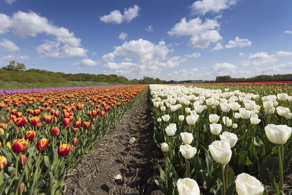 オランダ 伝統的なオランダの田園風景でチューリップ農園の春 — ストック写真