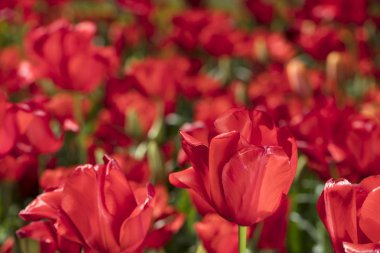 Güneş ışığı altında çiçek bahçesinde renkli Lale çiçek açmış. Lale - Hollanda'nın sembolü.