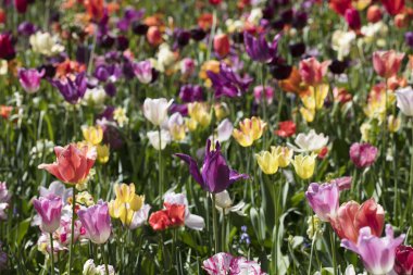 Güneş ışığı altında çiçek bahçesinde renkli Lale çiçek açmış. Lale - Hollanda'nın sembolü.
