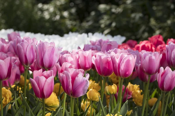 Des Tulipes Colorées Fleuries Dans Jardin Fleuri Sous Soleil Tulipes — Photo