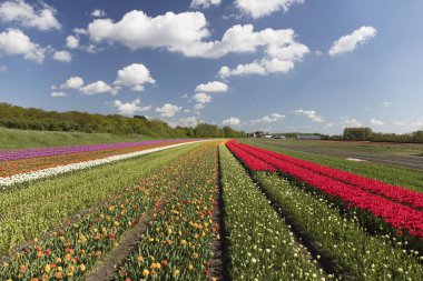 Hollanda lale ekimi ilkbahar - resim kartpostal veya rehber kitap uygun olarak.