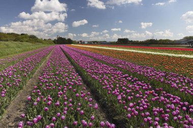 Hollanda lale ekimi ilkbahar - resim kartpostal veya rehber kitap uygun olarak.