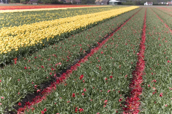 Tulip plantation in Netherlands in the springtime - image suitable for post card or guide book.