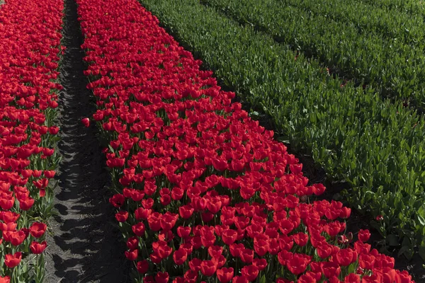 Tulip plantation in Netherlands in the springtime - image suitable for post card or guide book.