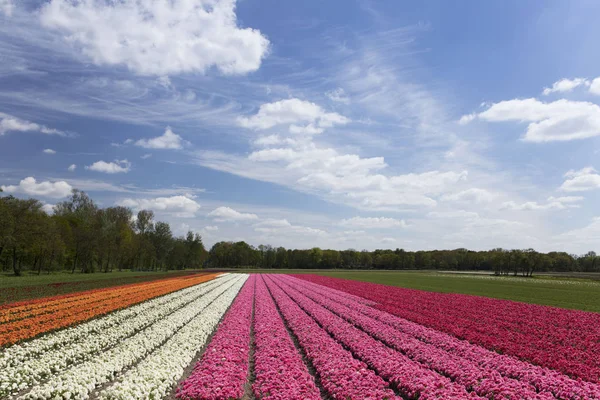 Tulip plantation in Netherlands in the springtime - image suitable for post card or guide book.