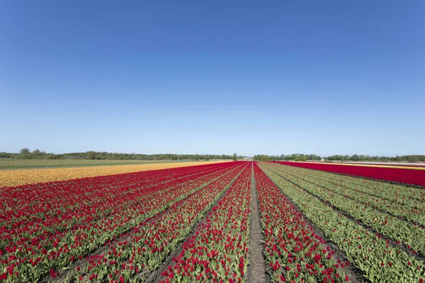 Tulip plantation in Netherlands in the springtime - image suitable for post card or guide book.