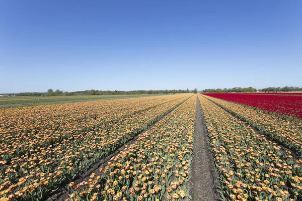 Tulip plantation in Netherlands in the springtime - image suitable for post card or guide book.