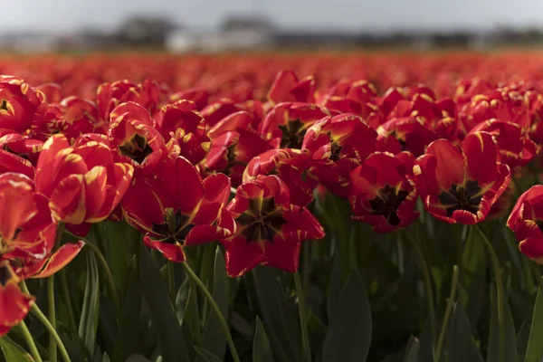 Printemps Sur Plantation Tulipes Aux Pays Bas Paysage Rural Hollandais — Photo