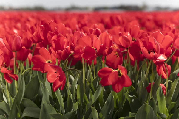 Printemps Sur Plantation Tulipes Aux Pays Bas Paysage Rural Hollandais — Photo