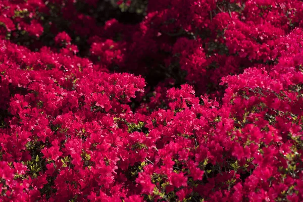 Квітучі Барвисті Квіти Квітниках Під Сонячним Сяйвом — стокове фото