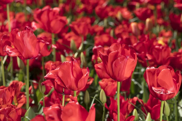 Des Tulipes Colorées Fleurs Dans Jardin Sous Soleil — Photo