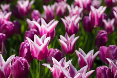 Çiçek bahçesinde gün ışığı altında açan renkli laleler. Laleler - Hollanda 'nın sembolü.