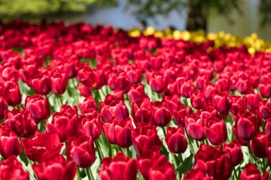 Çiçek bahçesinde gün ışığı altında açan renkli laleler. Laleler - Hollanda 'nın sembolü.