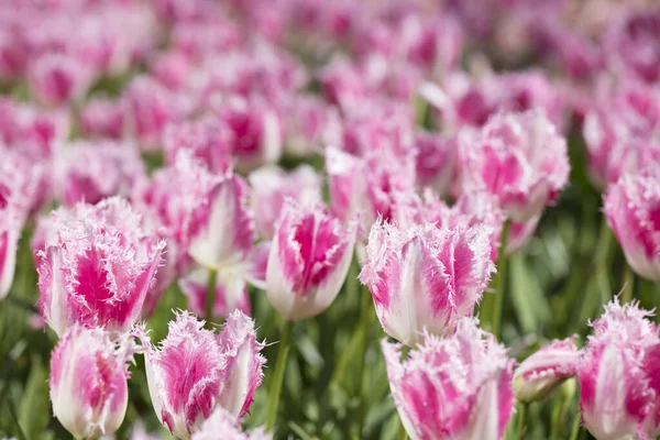 Des Tulipes Colorées Fleuries Dans Jardin Fleuri Sous Soleil Tulipes — Photo