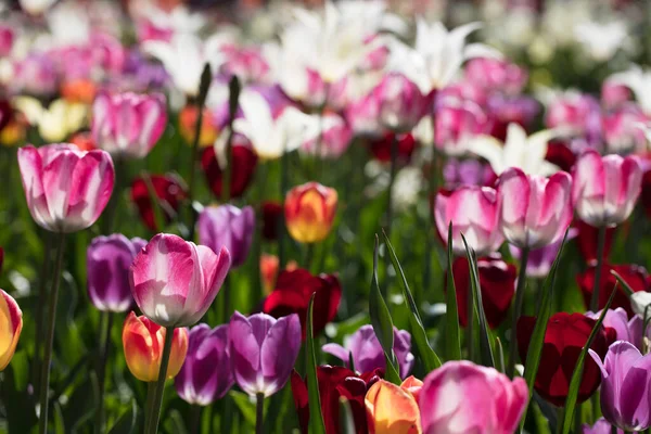 Des Tulipes Colorées Fleuries Dans Jardin Fleuri Sous Soleil Tulipes — Photo